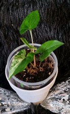 Syngonium Albo Variegata - Halfmoon / Jungpflanze / Purpurtute / Zimmerpflanze