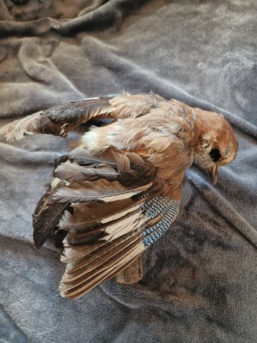 Eichelhäher präparat vogel - präparat,