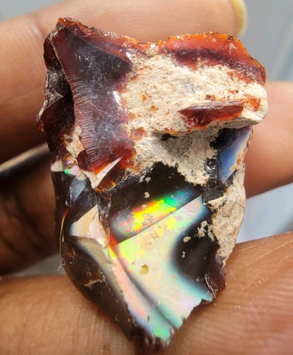 äthiopische multicolour - Äthiopische,