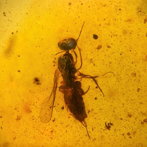 Wasp burmesisch burmit - /,