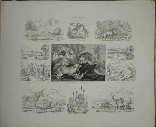 Stahlstich 1850 leoparden - um,