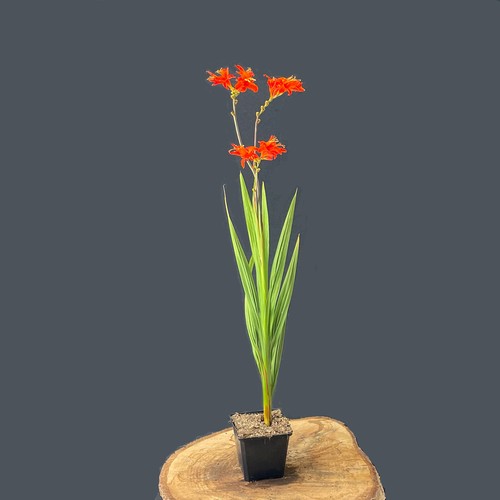 Crocosmia crocosmiiflora - crocosmia,