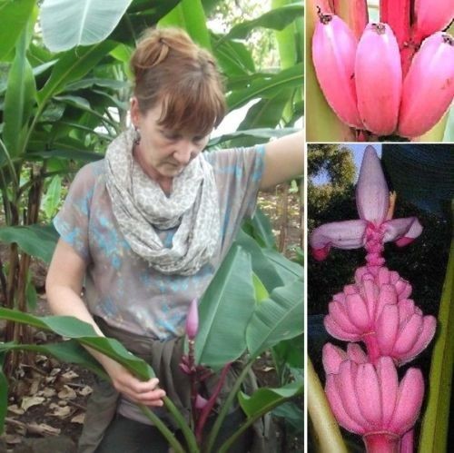 Rosa banane wächst - banane,