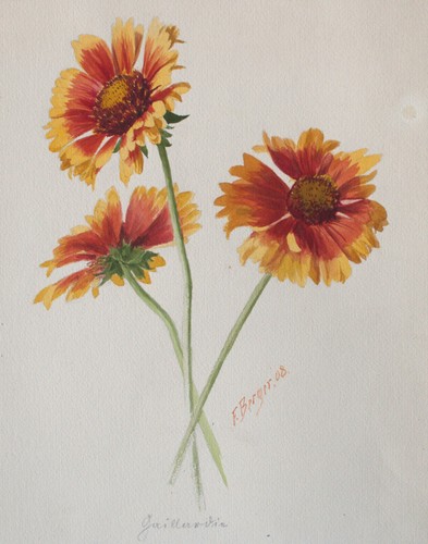 Fritz berger blumenstudie - fritz,