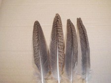 6  gestreifte Pfauenfedern