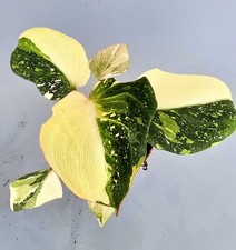 Wunderschöne Philodendron