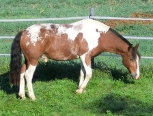 50 L  Pferdeäpfel Pferdemist