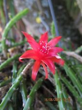 Aporocactus hyb. 'Anette'