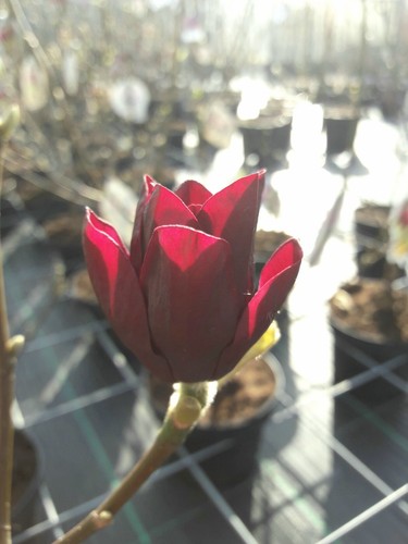 Magnolie genie 170 - "genie"®,, 170-180cm