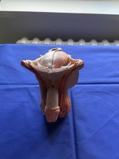 somso modell Männliches