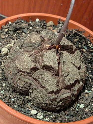 Dioscorea elephantipes toller