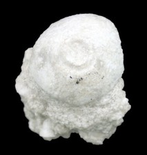 Karbon  Platycrinites