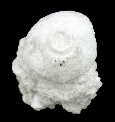 Karbon platycrinites - karbon,