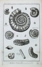 Shell Snail Shell Coquille
