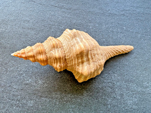 Pleuroploca gigantea - , /