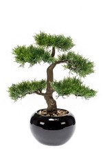 artplants Kunst Bonsai Zeder