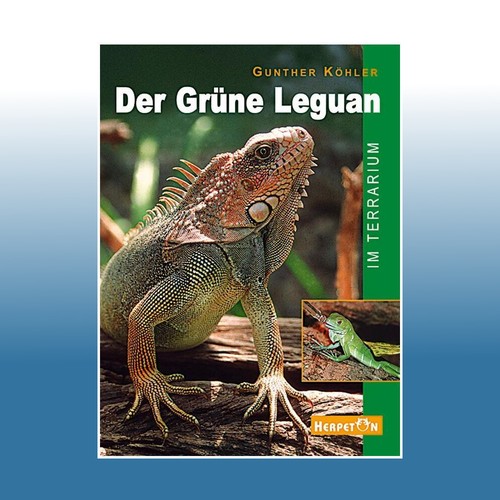 Der grüne leguan - der, terrarium