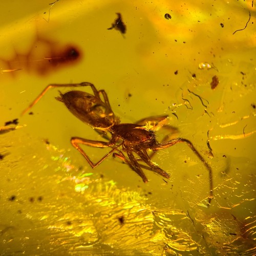 Detaillierte spinne - detaillierte,