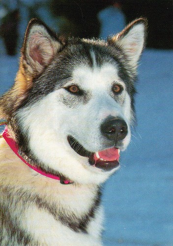 Polarhund schlittenhund - polarhund, *