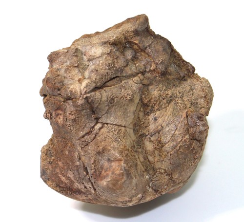 Crinoide seelilie jimbacrinus - crinoide,seelilie,,