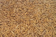 ganzer Hafer 5 kg Futterhafer