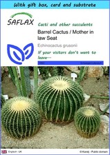 SAFLAX Geschenkset - Fasskaktus / Schwiegermuttersitz - 40 Samen - Echinocactus