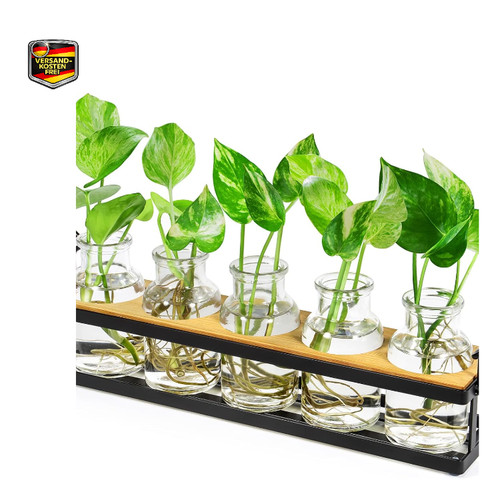 Pflanzenterrarium mit