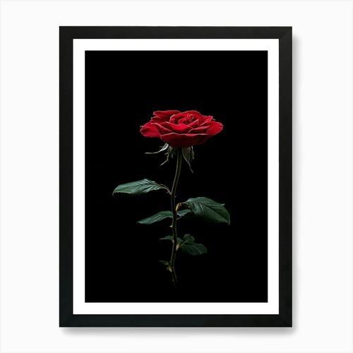 Einzelne rote rose auf - rote,