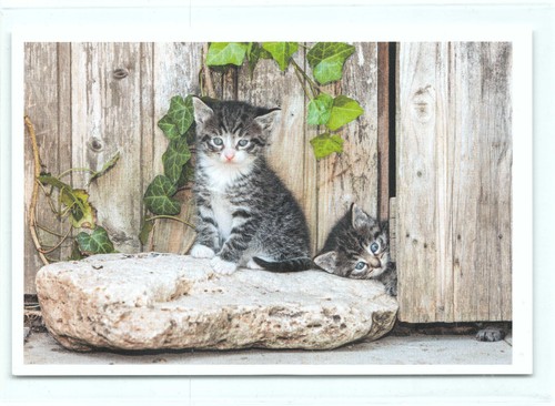 Postkarte katze - ak,