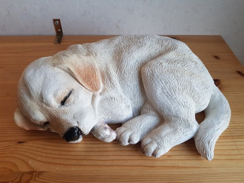 Schlafender hund welpe - hund,