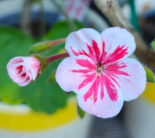 Pelargonie geranie wren - pelargonie, "mr
