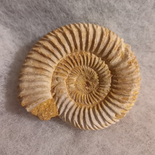 Perisphinctes 6cm ammonit - sp,