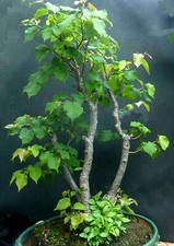 BONSAI alte knorrige Linde
