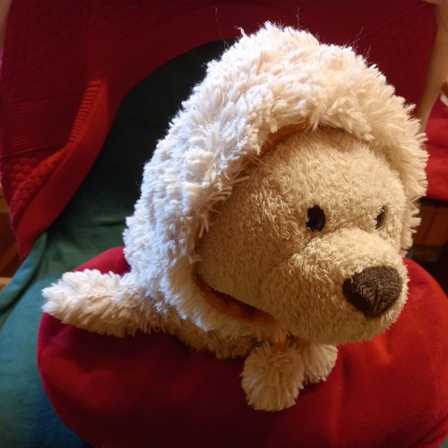 Nici robbe cozylou seehund - seehund, ca