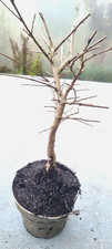 Prebonsai, Feldulme, Ulmus