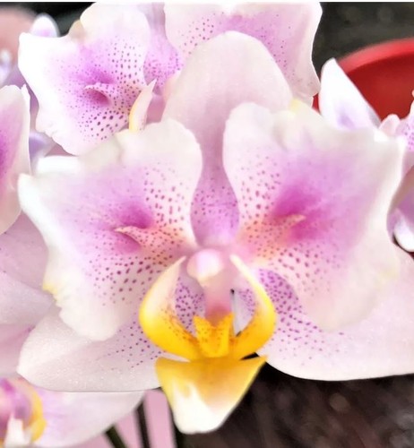 Phalaenopsis peloric pink - phalaenopsis,