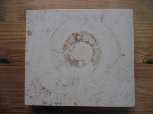 Grosser ammonit anschliff - grosser,