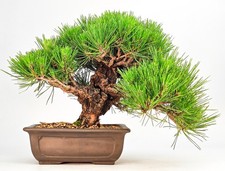 Bonsai Schwarzkiefer - Pinus