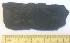 Calamites schachtelhalm stamm - calamites,