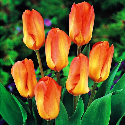 Tulpen blumenzwiebeln blumen - tulpen,