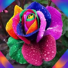 150 stücke Bunte Regenbogen