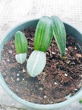 Golden Thread Variegated