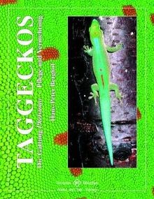 Taggeckos die gattung - taggeckos:,
