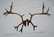 Vintage Hirschgeweih 7-11