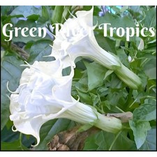 SAMEN ENGELSTROMPETE DATURA WEISS GEFÜLLT 5 STÜCK