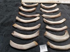 Echte Tier Knochen Hexen