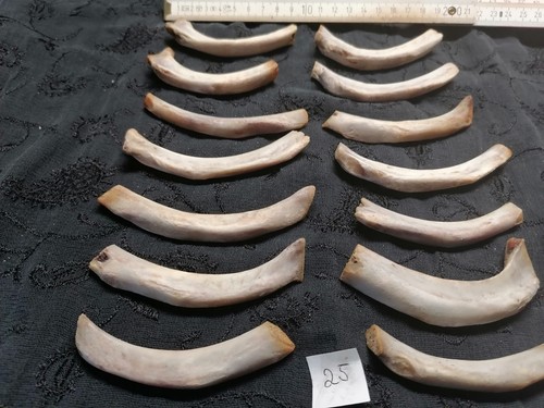 Echte tier knochen hexen - tier,