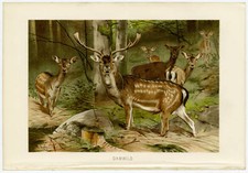 Damwild Hirsch Wald Zoologie