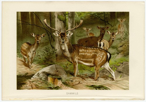 Damwild hirsch wald - hirsch, zoologie