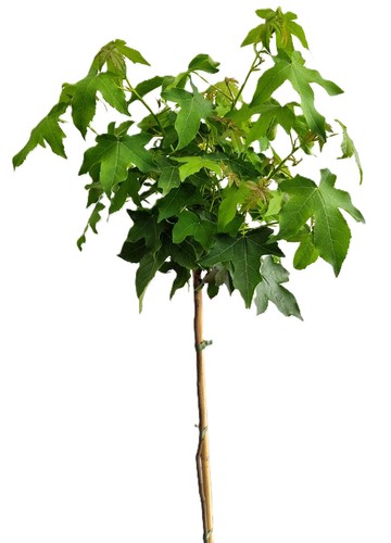 Amberbaum liquidambar - amberbaum,